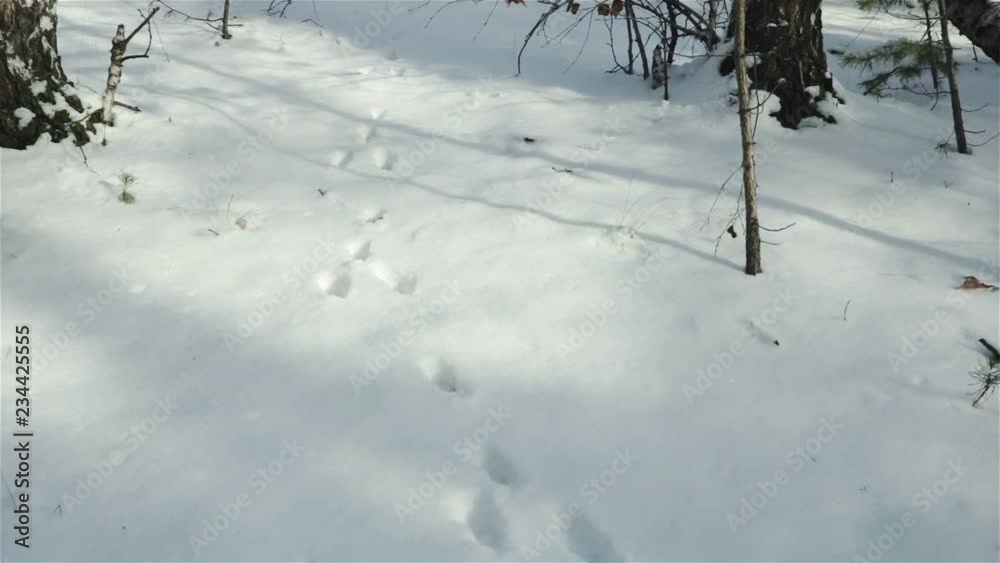 hare trace paw prints on snow surface in winter forest hare trace paw prints on snow surface in winter forest