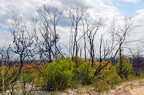 New growth of blackened Eucalyptus  Casuarina and Banksia trees following a bushfire in heath and woodland near Wattamolla in the Royal National Park  New South Wales  Australia