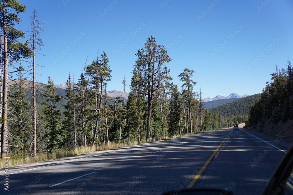 Fototapeta premium road in the forest