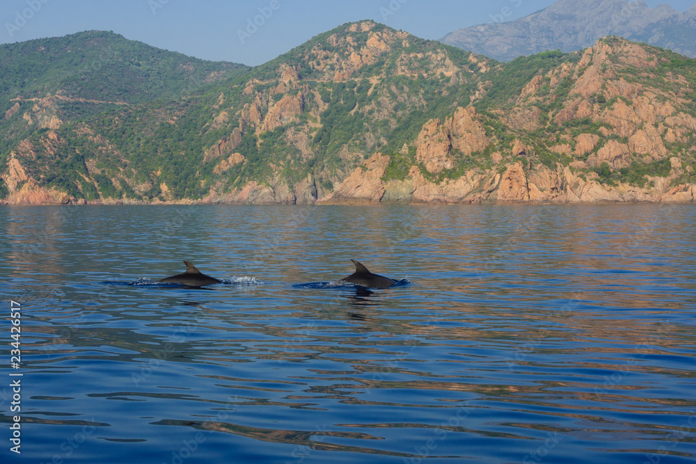 Fototapeta premium Dolphins in the gulf of Porto