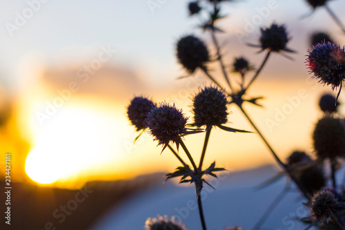 flower of Eryngium on sunset in november. First frost