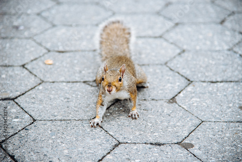 A curious squirrel posing on pavement of street