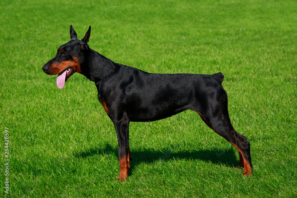 Dog breed Doberman Pinscher