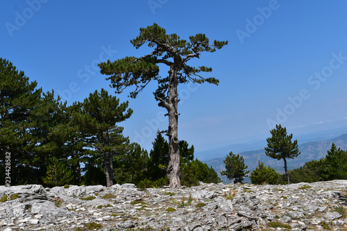 Big tree at the summit of Mount Ida