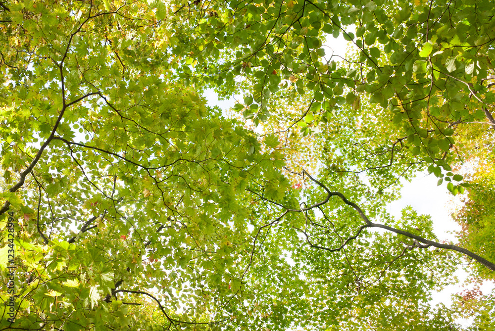 green leaves of tree in autumn