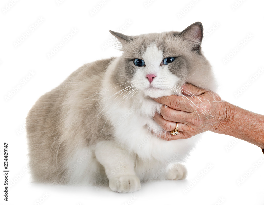 ragdoll cat in studio