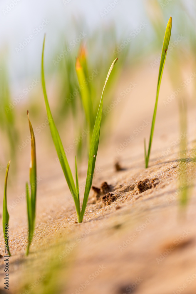 Green grass grows in the sand Green grass grows in the sand