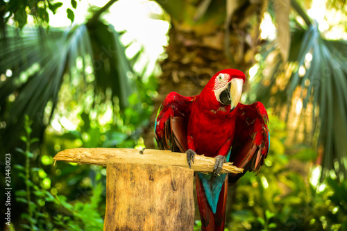 parrot