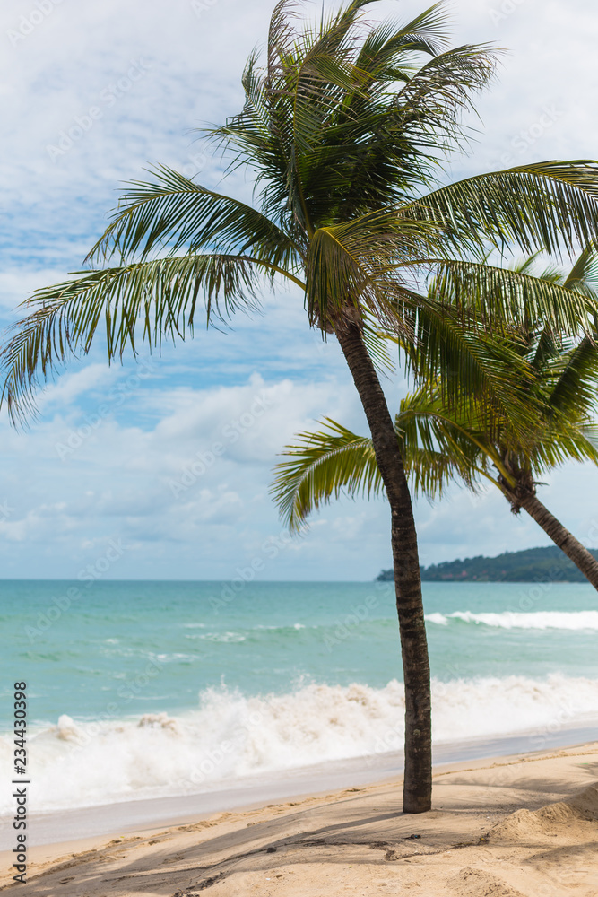 Fototapeta premium Palm on the beach