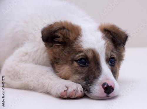 White with brown puppy photo