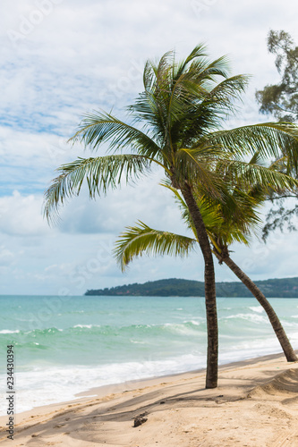 Palm on the beach