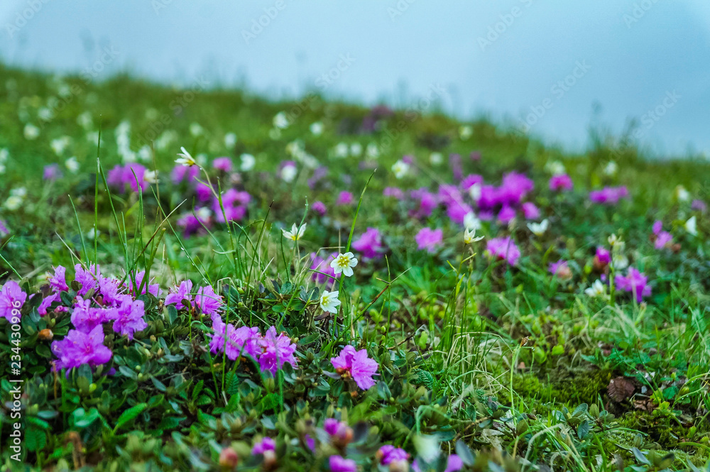 백두산 천지 만년초 꽃