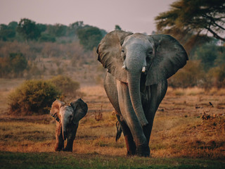 Papier peint photo Éléphant Éléphante et petit vers le point d'eau  © Michael