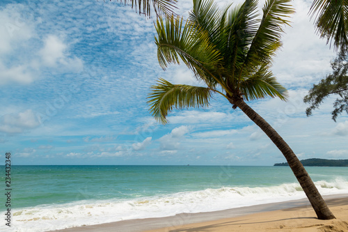 Palm on the beach