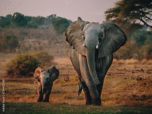Obraz Słoń krowa z lisiątkiem na drodze do waterhole, Senyati Safari obóz, Botswana