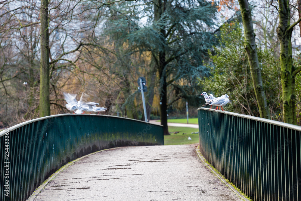 Seagulls on the bridge