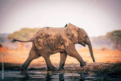Elefantenbaby am Wasserloch, Senyati Safari Camp, Botswana photo