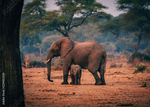 Elefantenkuh mit s  ugendem Jungtier  Senyati Safari Camp  Botswana