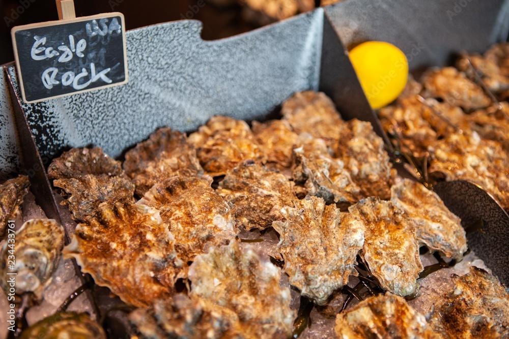 Tasty and fresh Eagle Rock oysters on ice. Raw oysters packed with