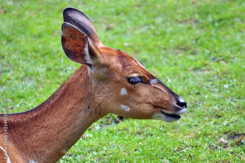 Nyala