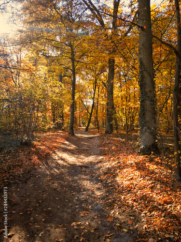 Waldweg im Herbst © haenson