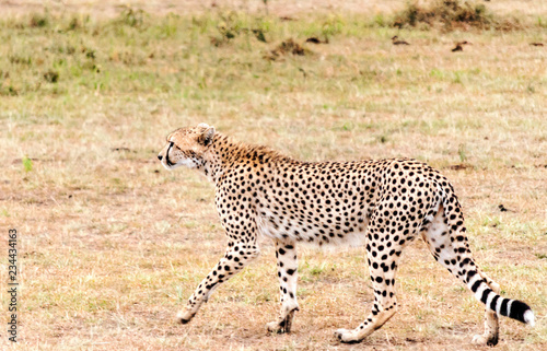 Jaguar in the jungle of Kenya under a cloudy sky