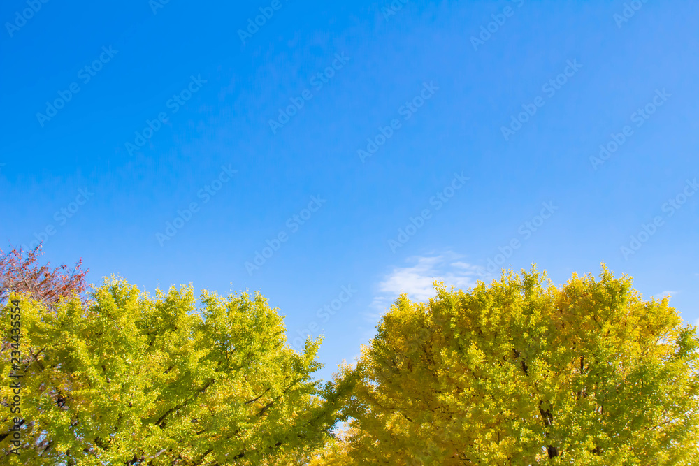 真っ黄色に高揚した銀杏の葉と澄んだ青い空