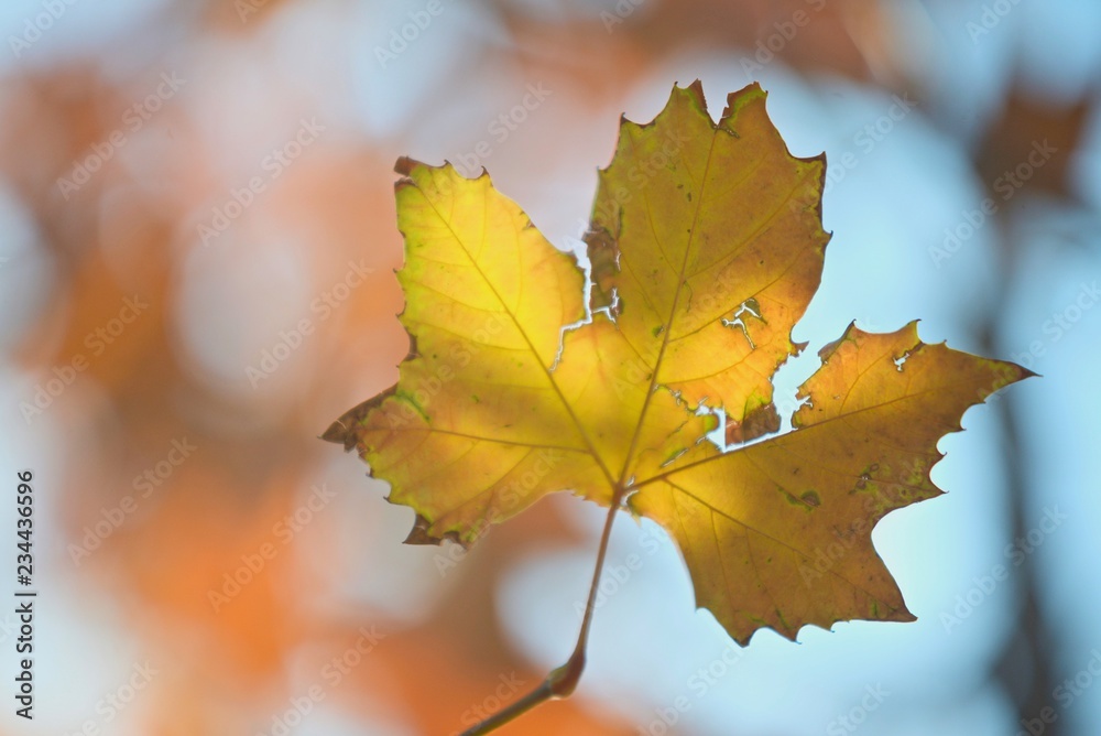Fototapeta premium Single yellow leaf