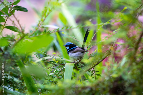 The Superb Fairywren