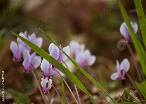 ciclamini in bosco autunnale photo