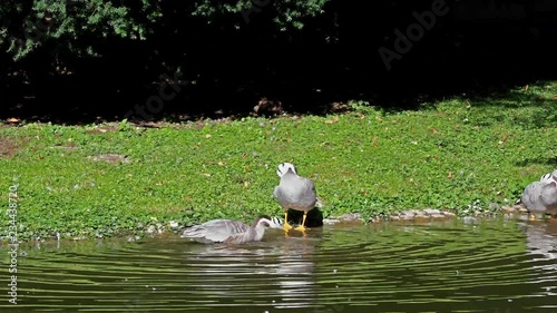 Streifengans -  Anser indicus photo