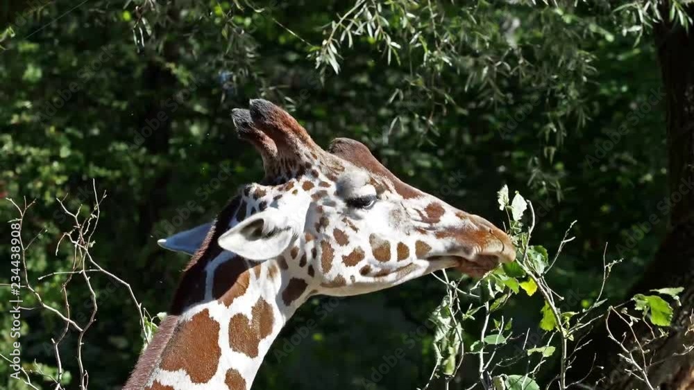 Giraffe - Giraffa camelopardalis Giraffe - Giraffa camelopardalis