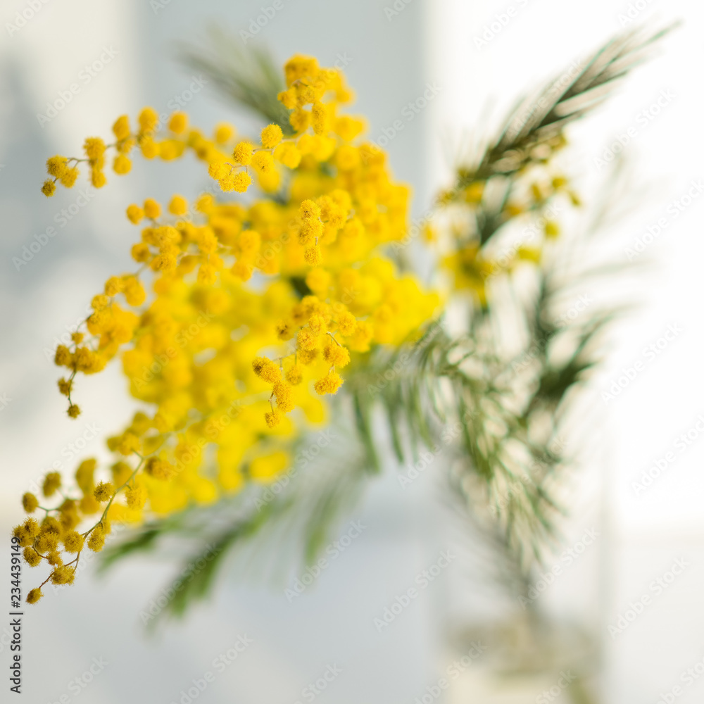 Mimosa branch in a glass on the window