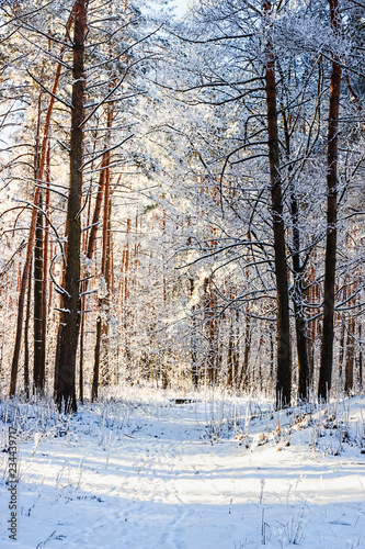 Winter landscape. Snowy nature. Snow-covered forest.