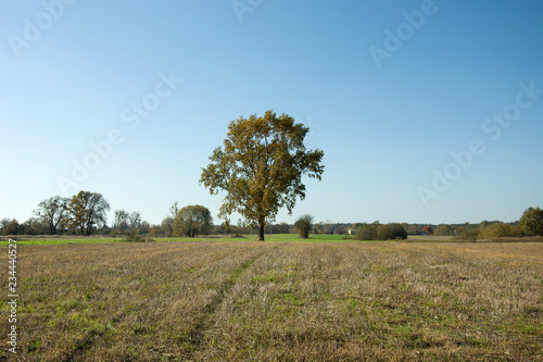 Oak tree on the meadow