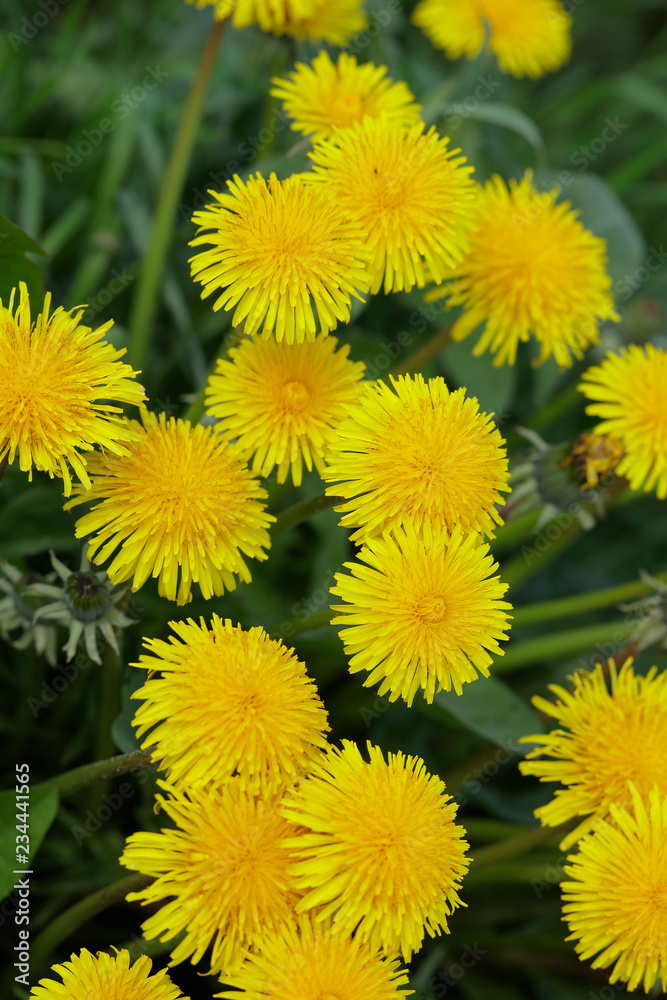 Gewöhnlicher Löwenzahn, Blüten (Taraxacum) Gewöhnlicher Löwenzahn, Blüten (Taraxacum)