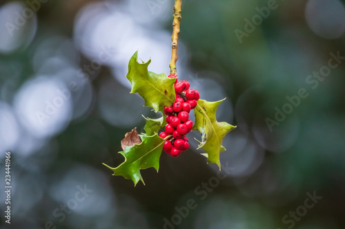Holly leaves and berry isolated against forest background