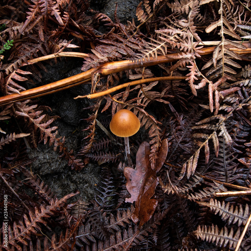 Single mushroom on the forest floor