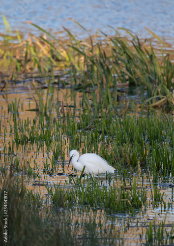 Little egret hunting in shallow water 