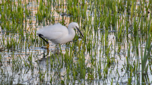 Little egret hunting in shallow water