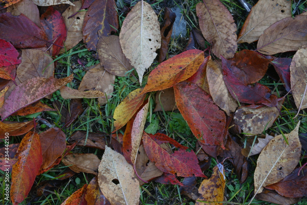 autumn leaves on the ground