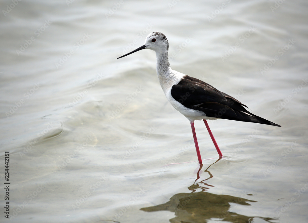 bird called Black-winged stilt with a beak in the marshy bird called Black-winged stilt with a beak in the marshy