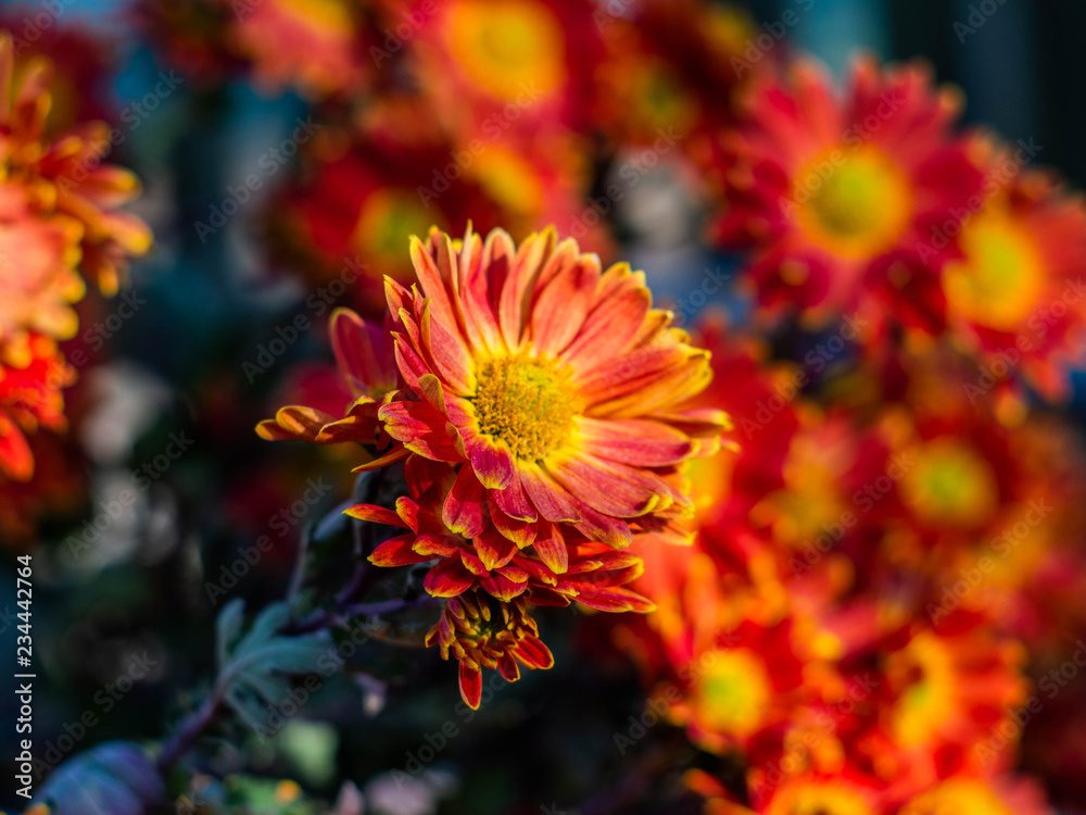 Bouquet of red-yellow chrysanthemums. Annuals chrysanthemum background autumn card. Floral background. Chrysanthemums in the garden. Bouquet of red-yellow chrysanthemums. Annuals chrysanthemum background autumn card. Floral background. Chrysanthemums in the garden.