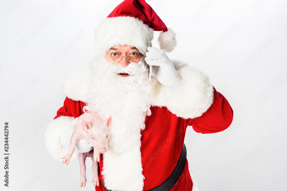 santa holding pig and talking by smartphone isolated on white