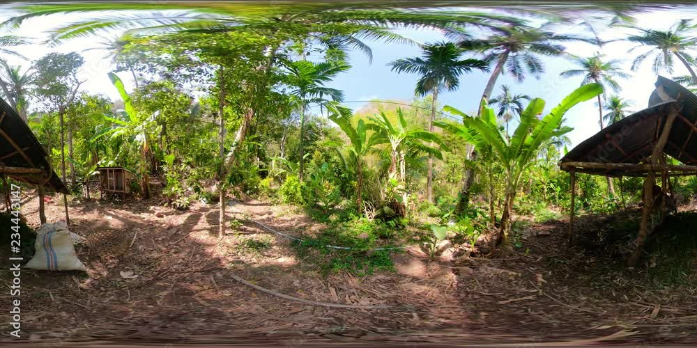 vr360 bull grazing in a rainforest. tropical primary forest with large trees. Tropical landscape, forest, green vegetation on a sunny day vr360 bull grazing in a rainforest. tropical primary forest with large trees. Tropical landscape, forest, green vegetation on a sunny day