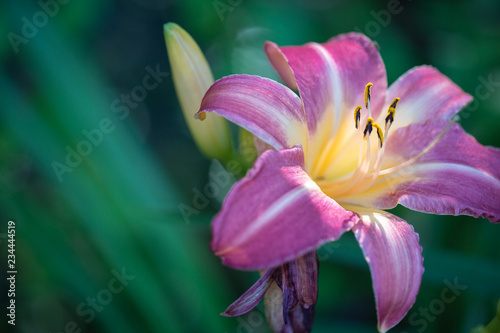 Pink lily