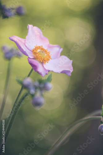 Anemone Blüme