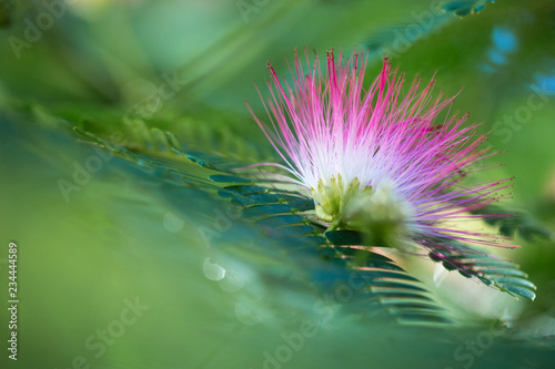 albizia