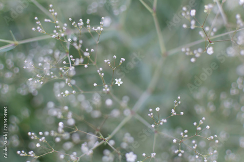 Blurry soft gentle background with many white Baby's Breath (Gypsophila paniculata) flowers in the garden. Nature background with common gypsophila flowers. Soft dreamy image. photo
