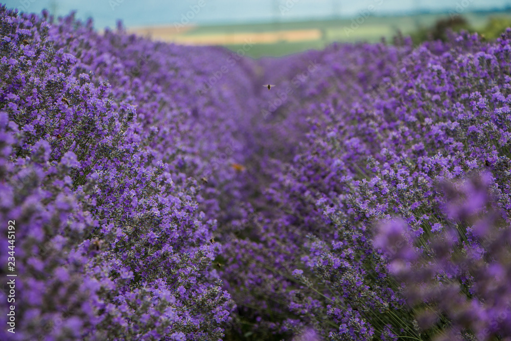 Obraz premium Field of purple lavender. Field of lavandula in Bulgaria.
